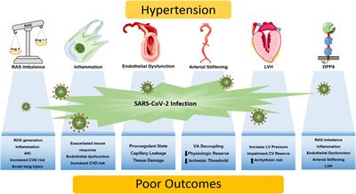 Biological Context Linking Hypertension and Higher Risk for COVID-19 Severity